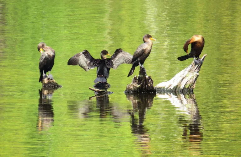 Survey seeks public input on cormorants